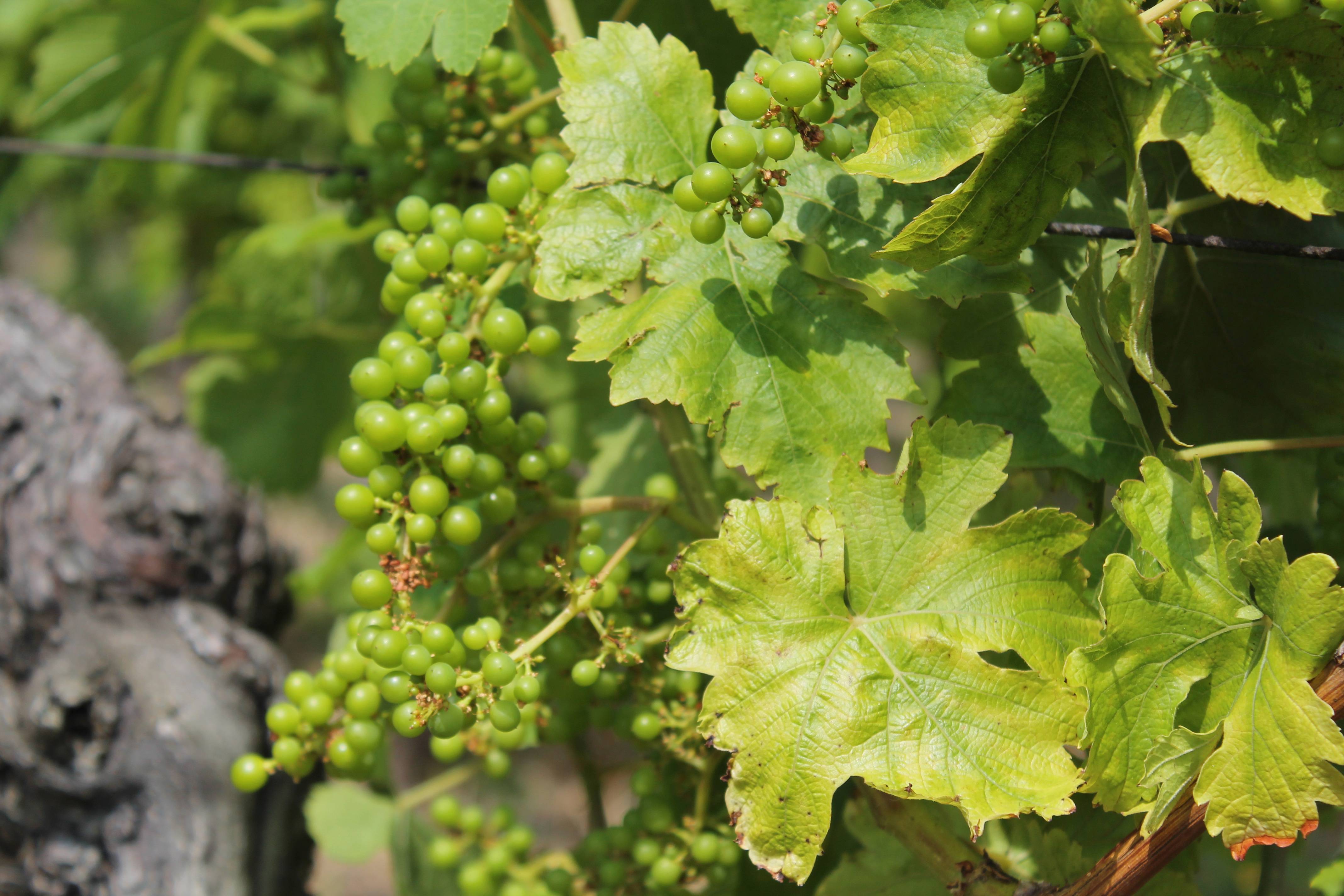 Vineyard Fruit Leaf Flower Summer Food Image Free Photo