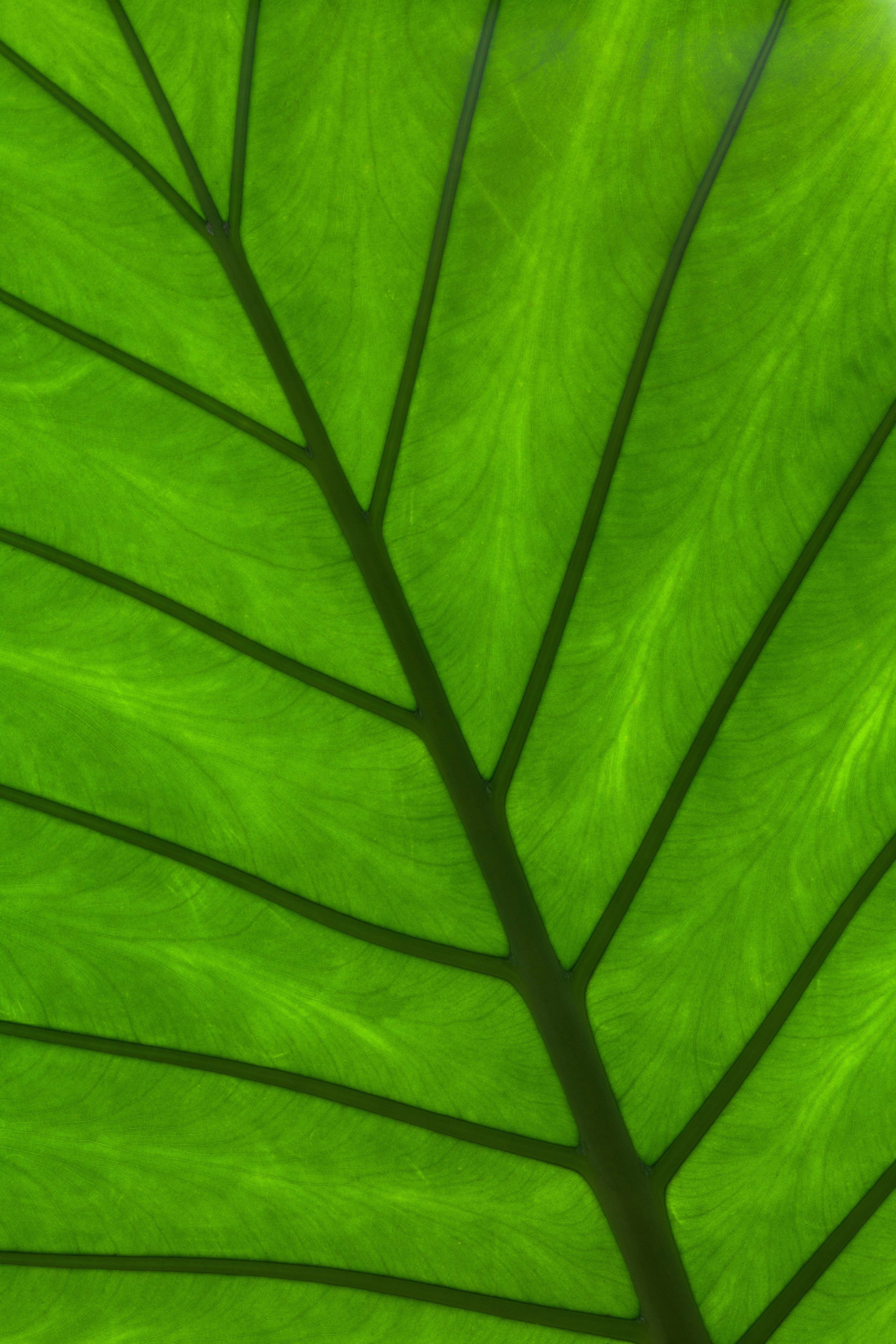 Nature Grass Branch Abstract Texture Image Free Photo