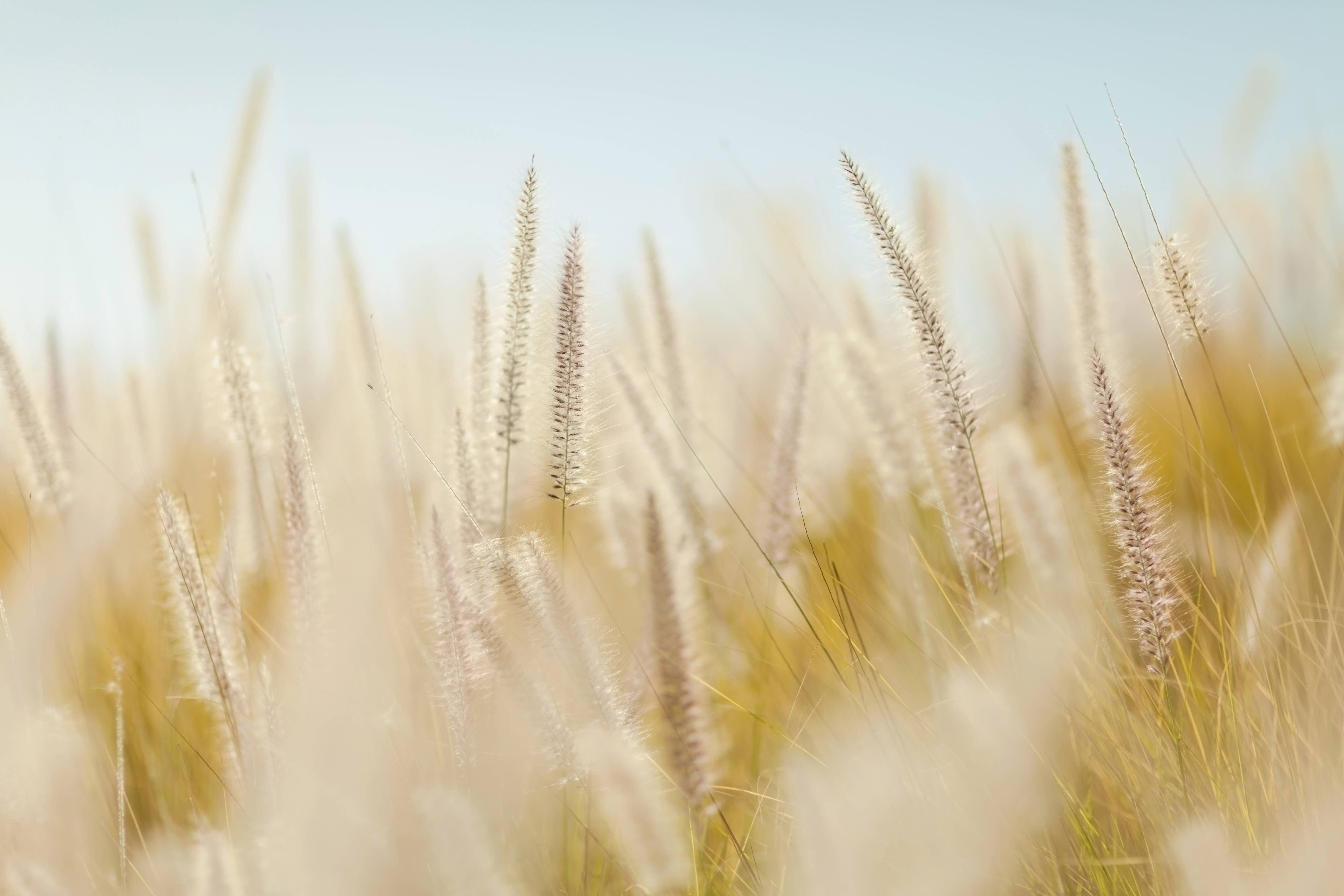 Nature Outdoor Field Barley Wheat Image Free Photo