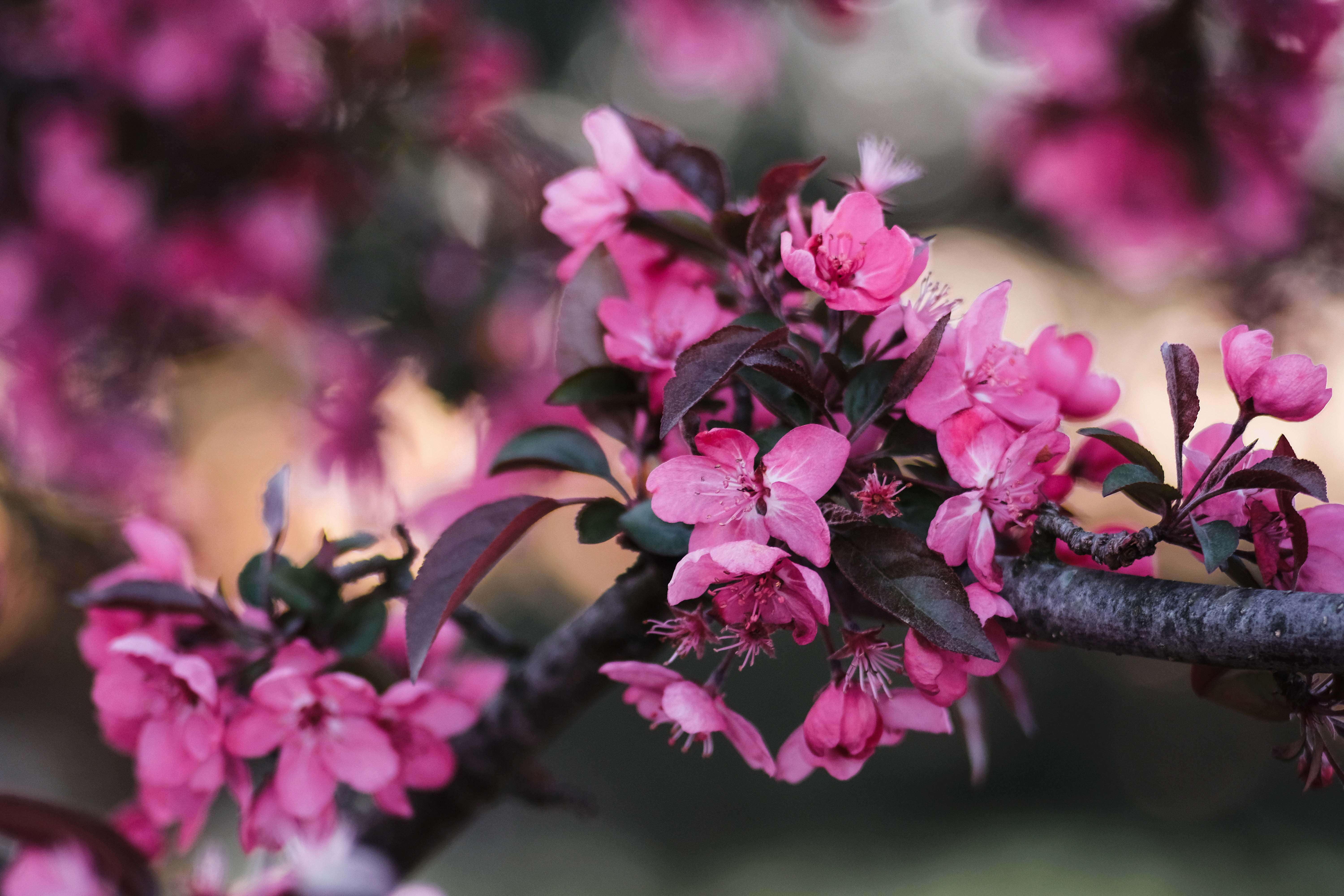 Flower Pink Flowers On Brown Tree Branch Love Image Free Photo