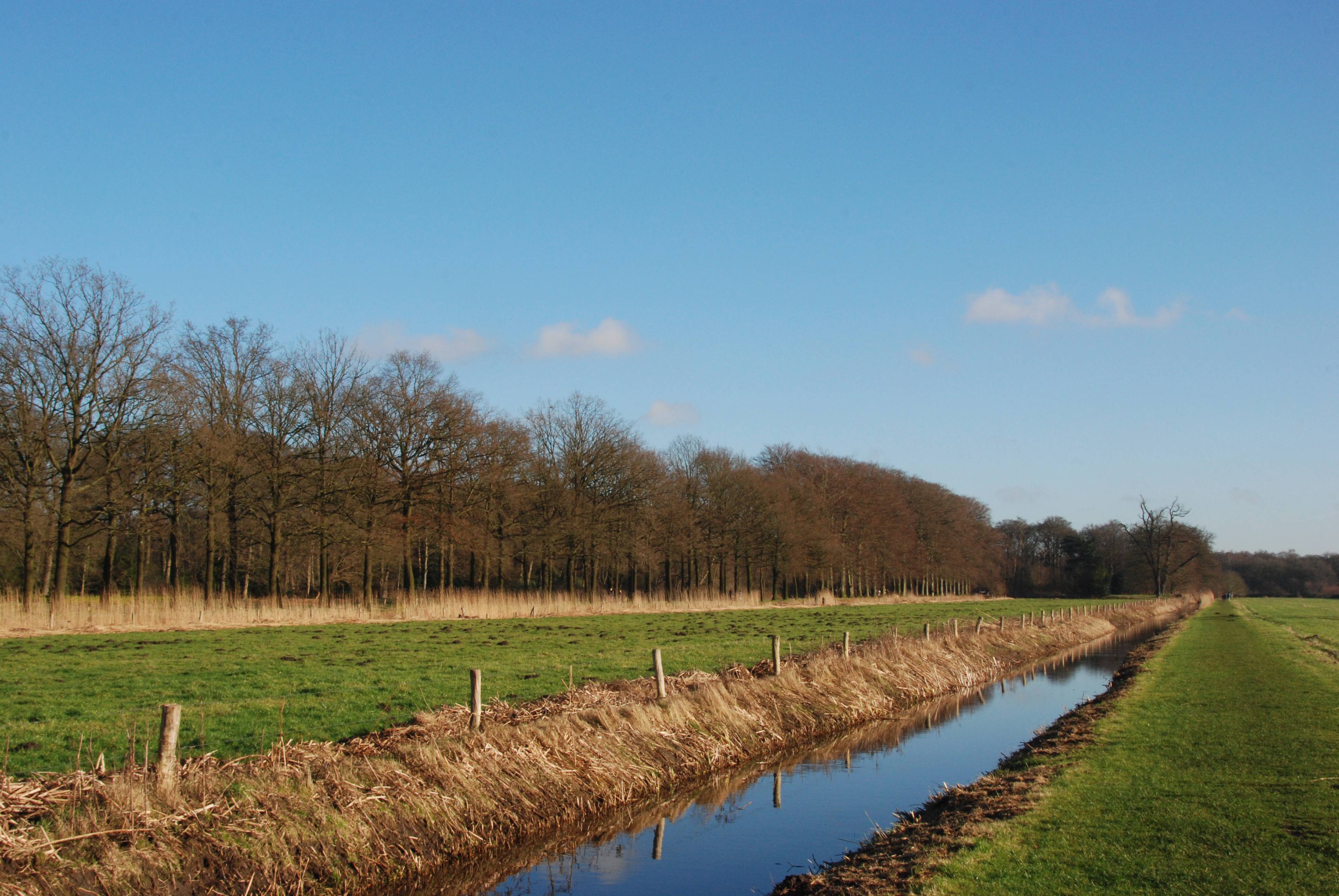 Landscape Tree Water Nature Forest Image Free Photo