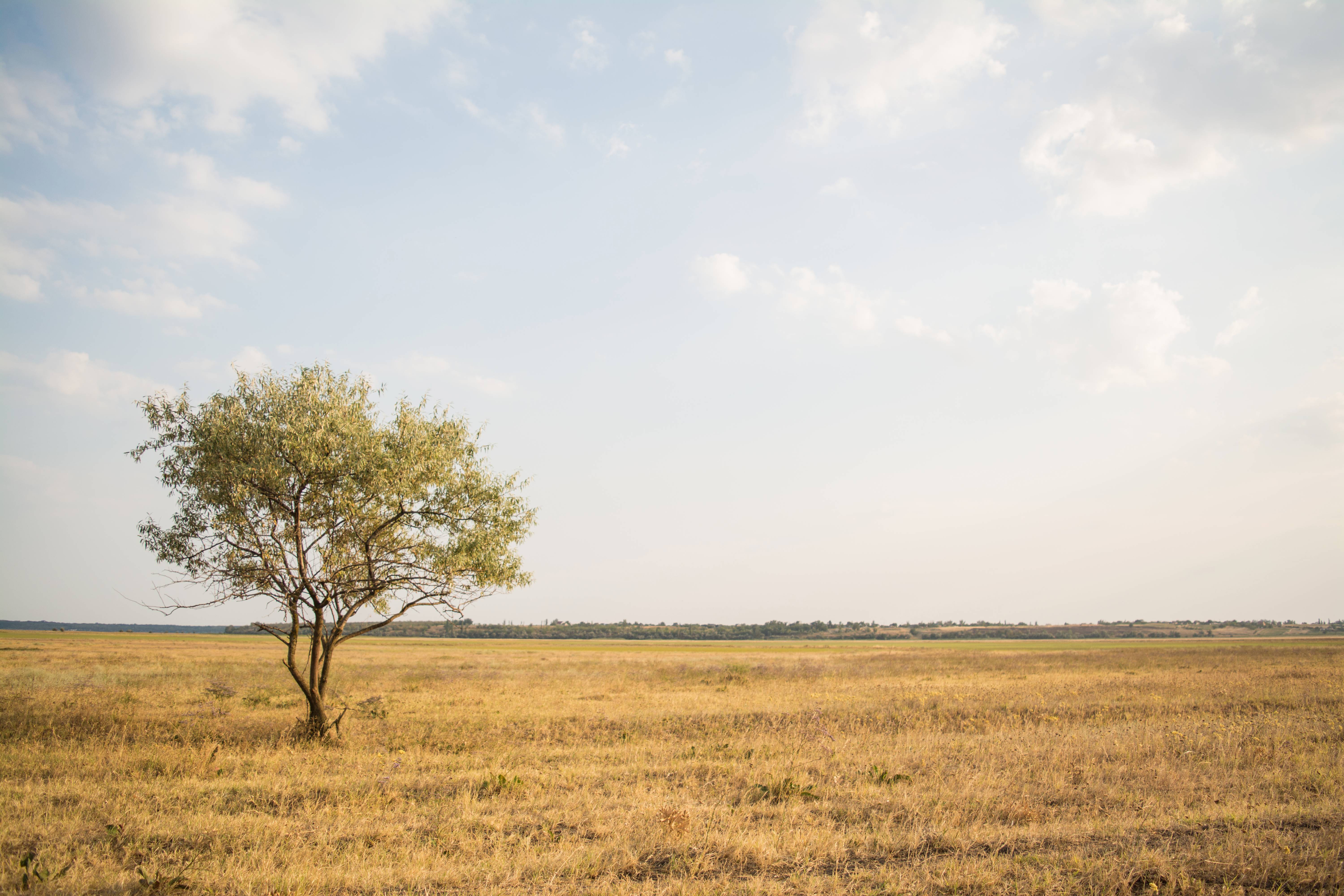 Landscape Tree Nature Horizon Sky Field Image Free Photo