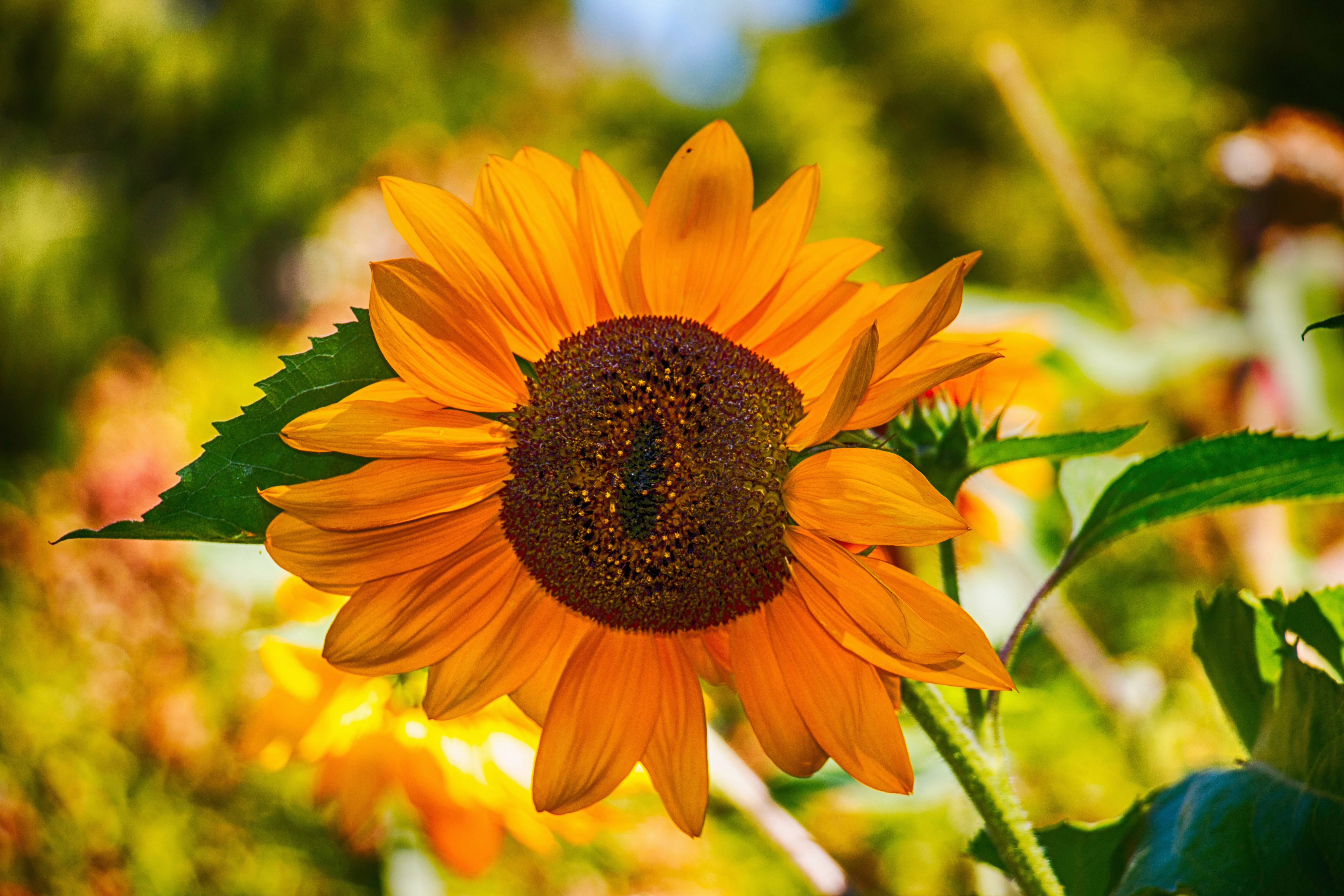 Nature Field Leaf Flower Petal Autumn Image Free Photo