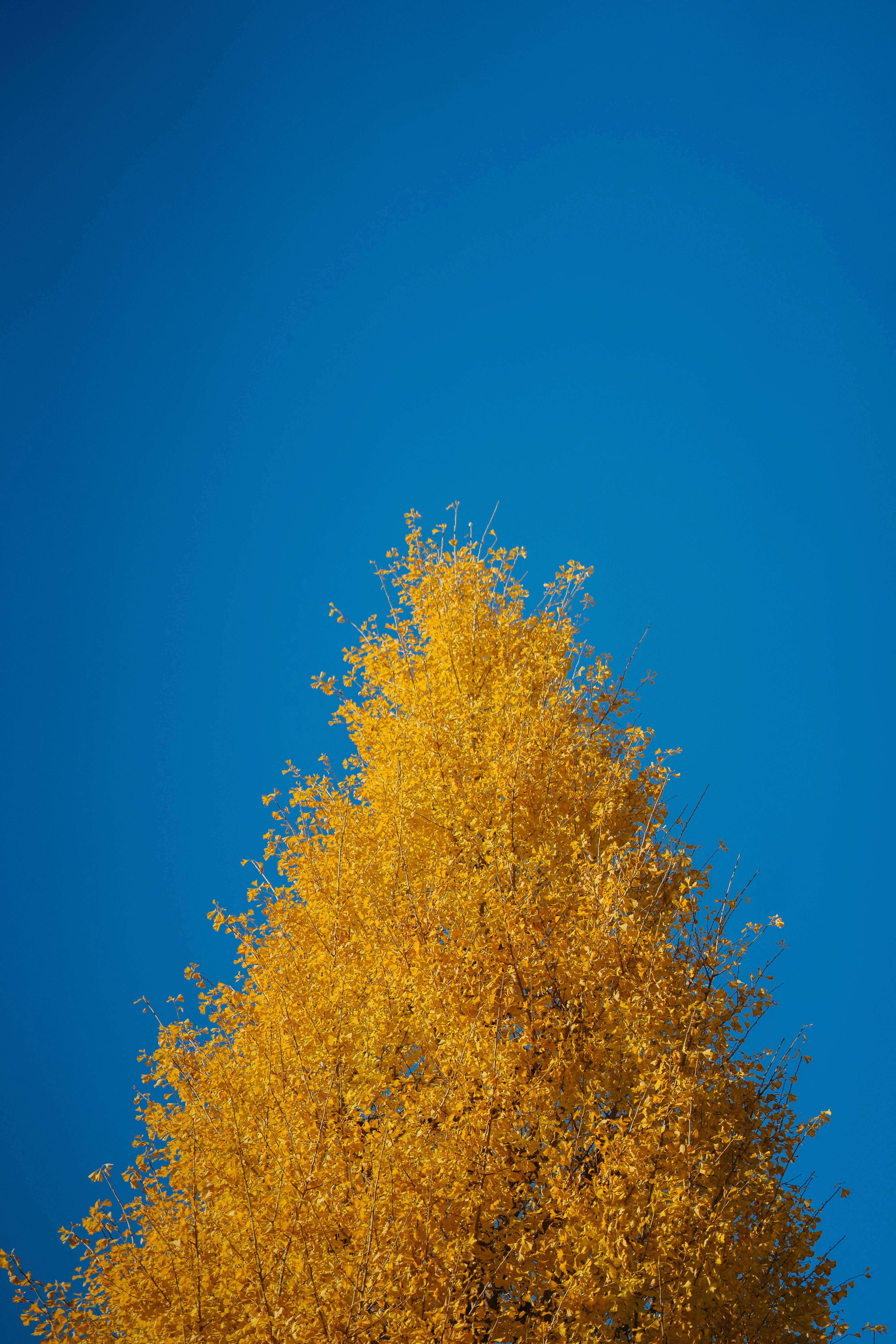 Japan Yellow Leaf Tree Under Blue Sky During Daytime Image Free Photo