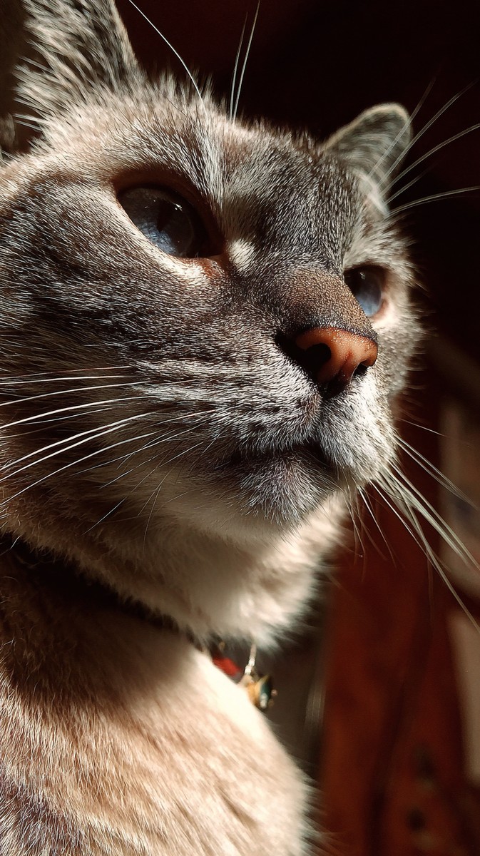 close cat mid blink surprised expression 16fdfc2e 656e 4654 9459