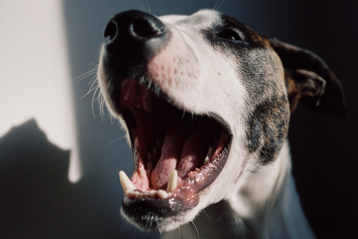 close dog laughing with mouth wide open 53976df4 7697 4991