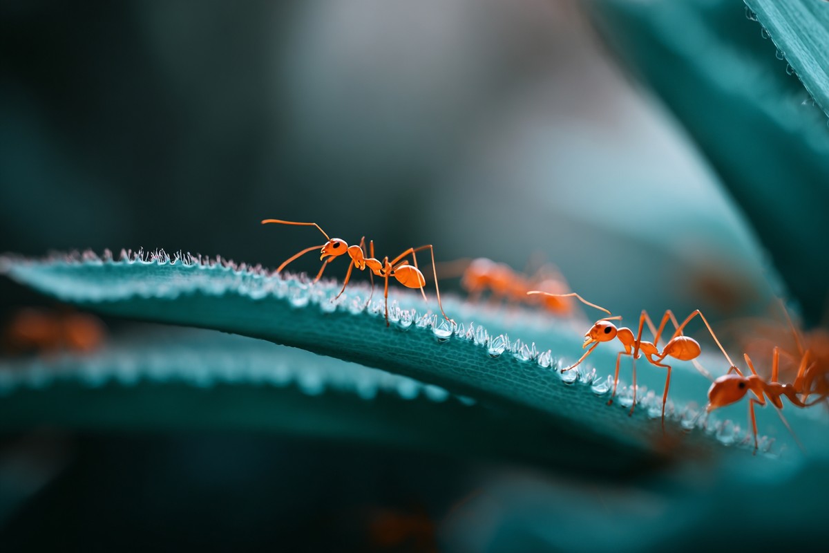 This image captures a detailed view of small orange ants diligently walking on a green leaf. Their movement symbolizes teamwork and industriousness, making it an ideal visual for themes of nature, ecology, and perseverance. Perfect for educational materials, articles on environmental conservation, or any content related to the natural world.