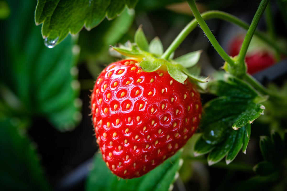 A close-up shot of a ripe red strawberry growing on a vine