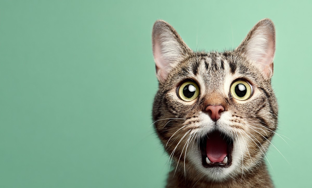 cute cat with shocked expression pastel b5491190 7d7e 440e 9224