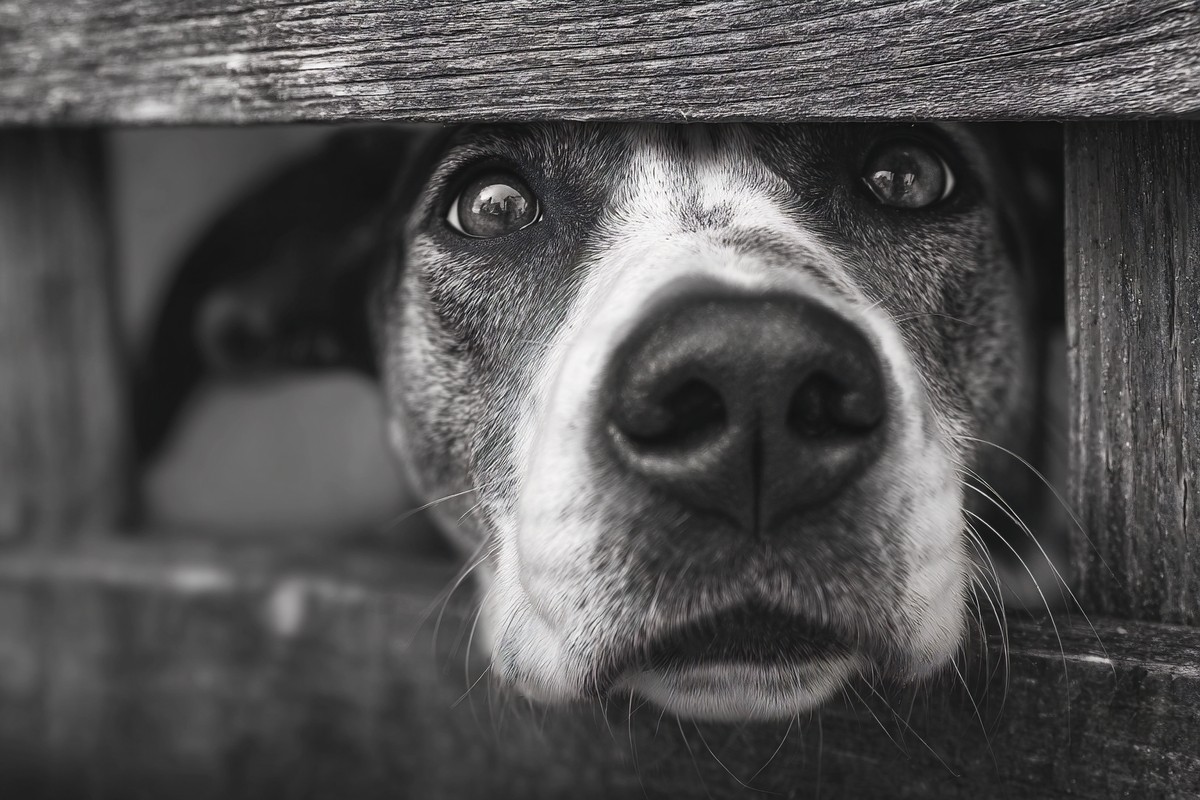 dogs nose sticks out from under the wooden fence