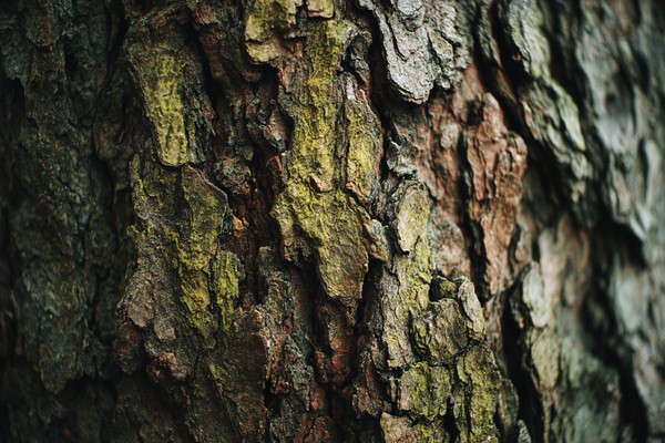 Close-Up Texture of Ancient Oak Bark with Green Moss