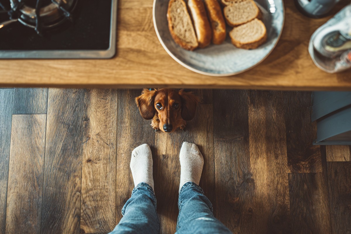 little dog looking from under the table