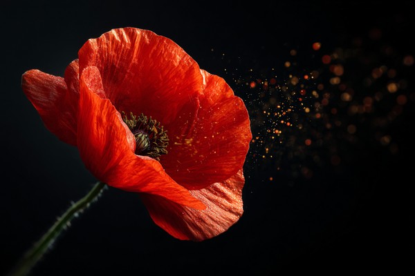 macro photograph red poppy with