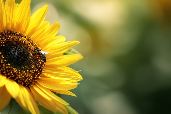 macro photograph sunflower with honeybee 58ce2244 41d2 43ae 90bd 28e51de1f01d