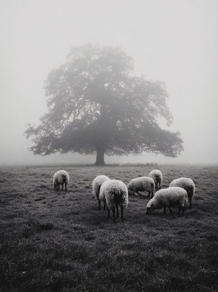 sheep grazing misty field