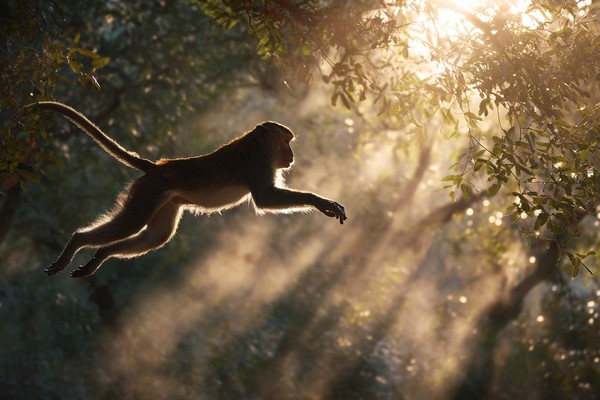 Monkey Jungle Leap