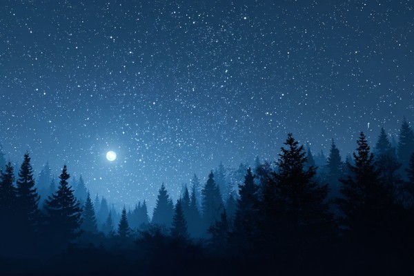 night background starry sky above quiet forest sil 232dd00c 4555