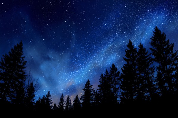 night background starry sky above quiet forest sil 232dd00c 4555