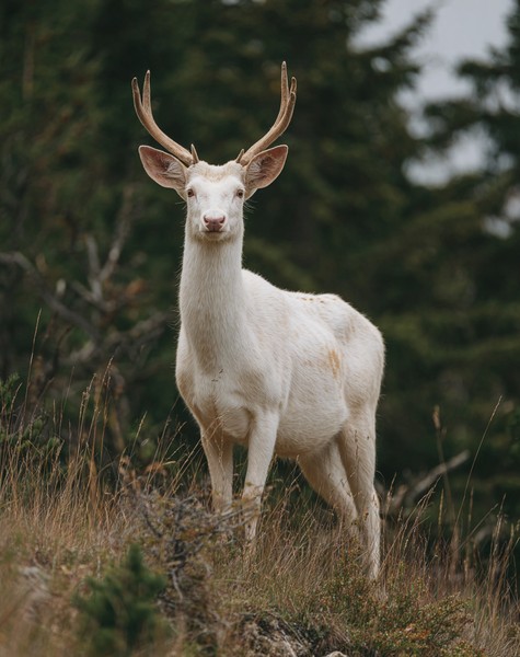 Albino Deer Grassy Hill