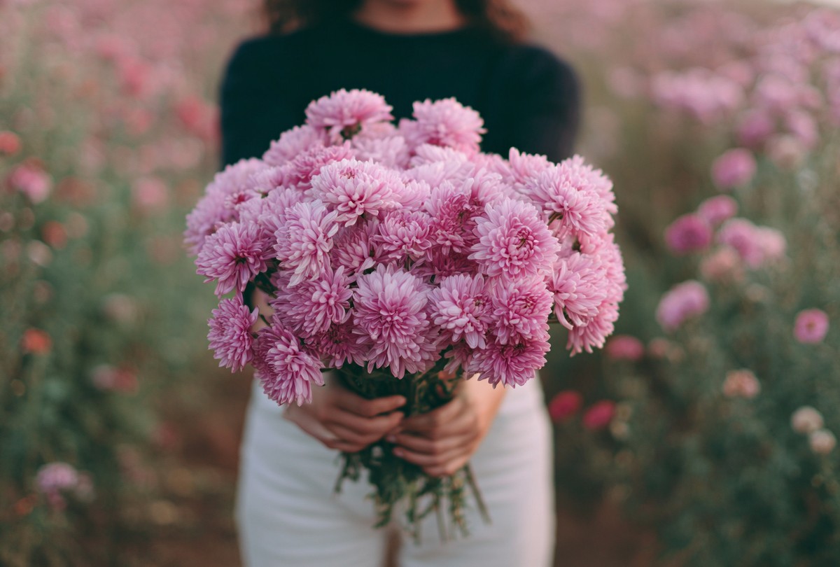 photo hands holding pink chrysanthemums e6a6d0f8 8695 4f4a abcf 34231689e31f