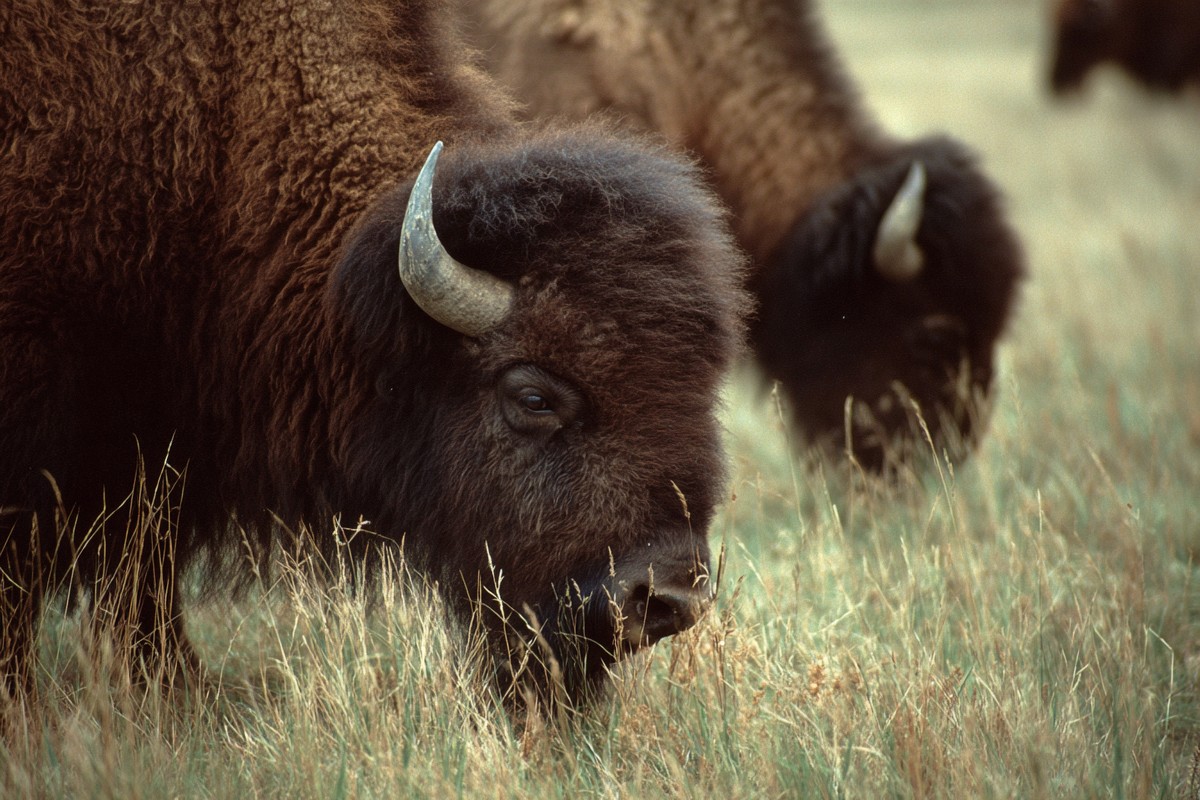 side view american bison grazing great plains ea1dfb17 eb99 4e4e