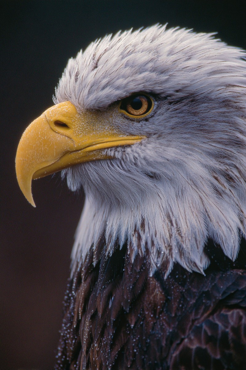 side view bald eagle super macro close side 9ff9d136 742b
