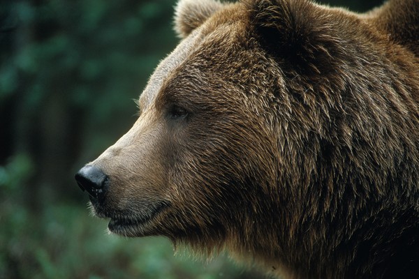 side view brown bear super macro close side 66006bc0 bac1