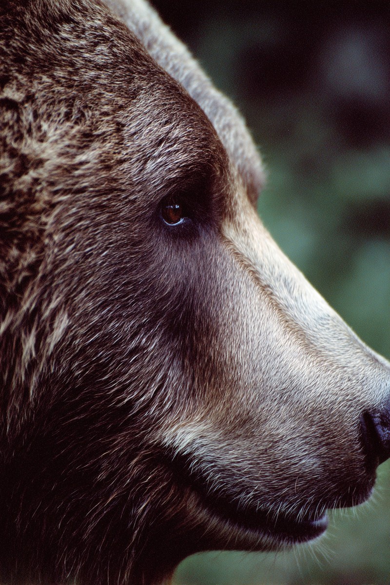 side view brown bear super macro close side 77ac4043 c91a