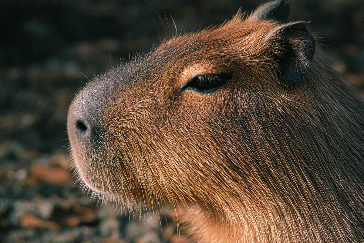 side view capybara super macro close side 96944dad 42b6 49e8