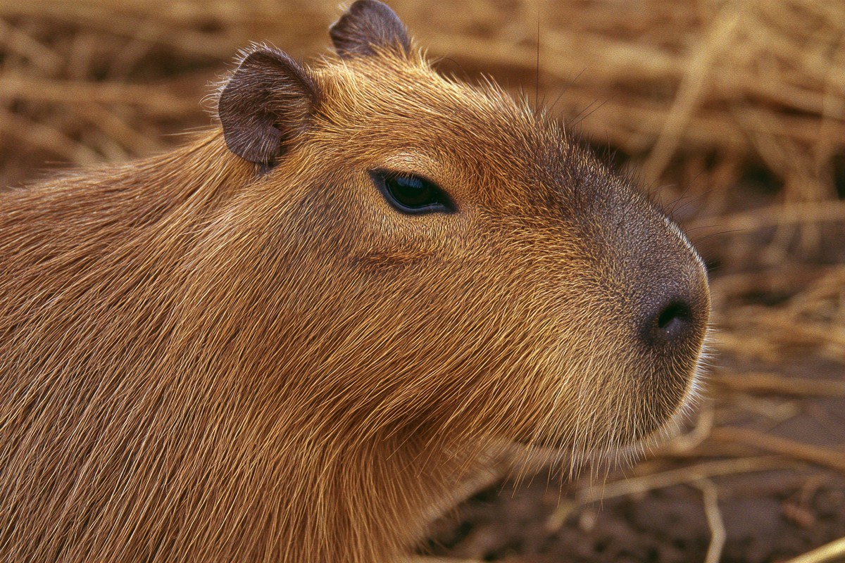 side view capybara super macro close side 96944dad 42b6 49e8