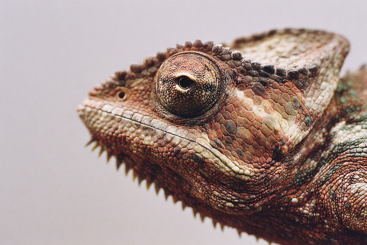 side view chameleon super macro close side 1e99dc10 4618 4797