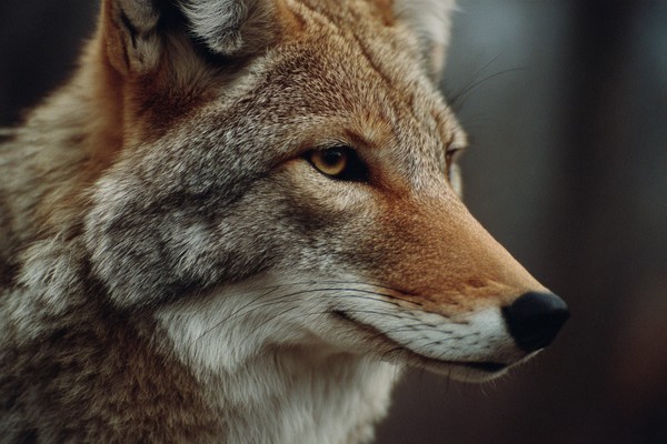 side view coyote super macro close side view 2facacda ef2c