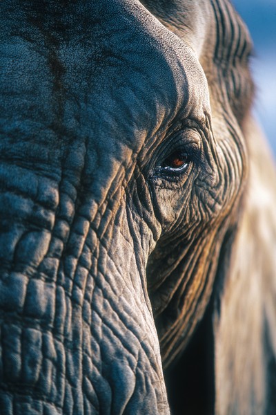 side view elephant super macro close side 3bde1ea1 812c 435e