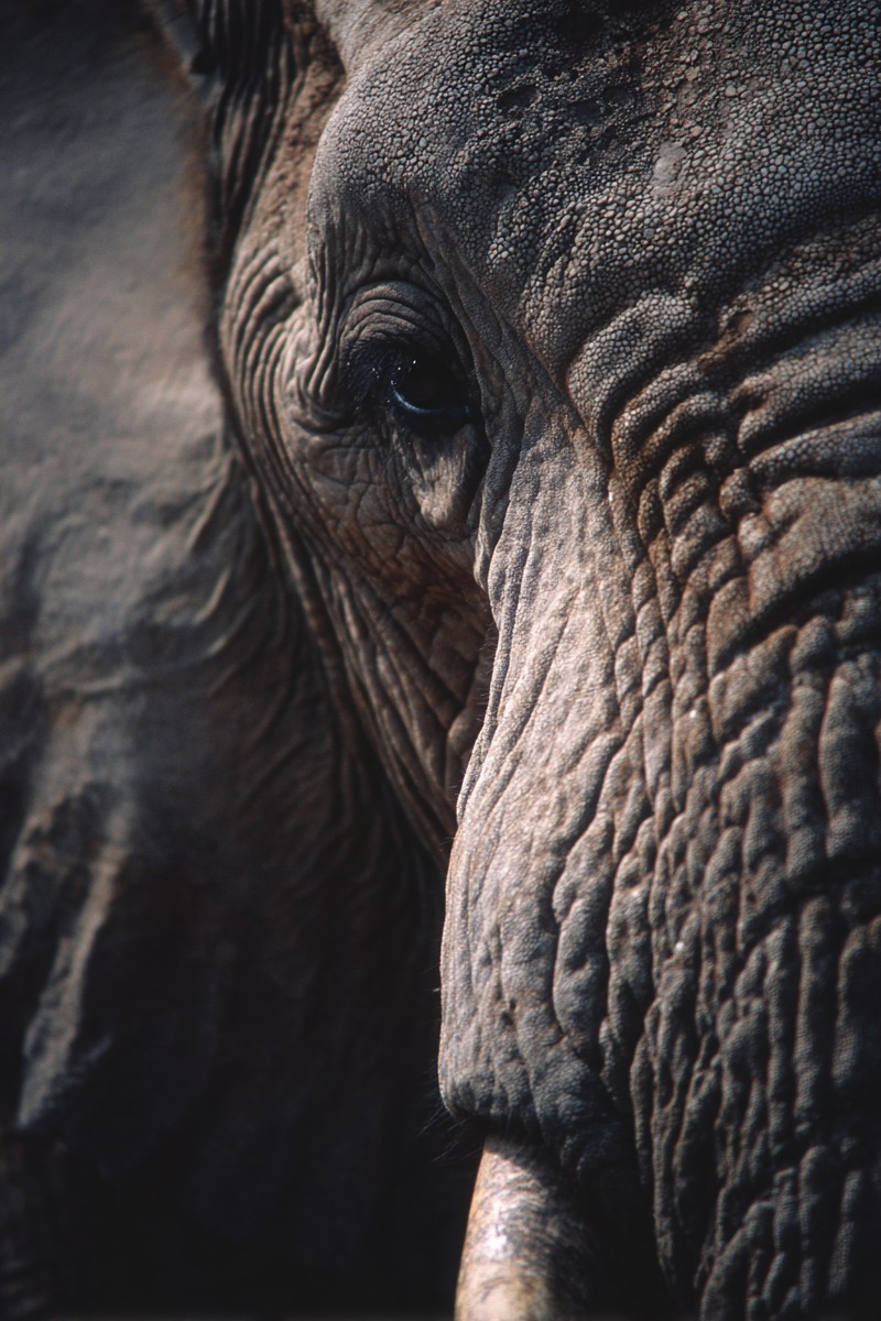 side view elephant super macro close side 3bde1ea1 812c 435e