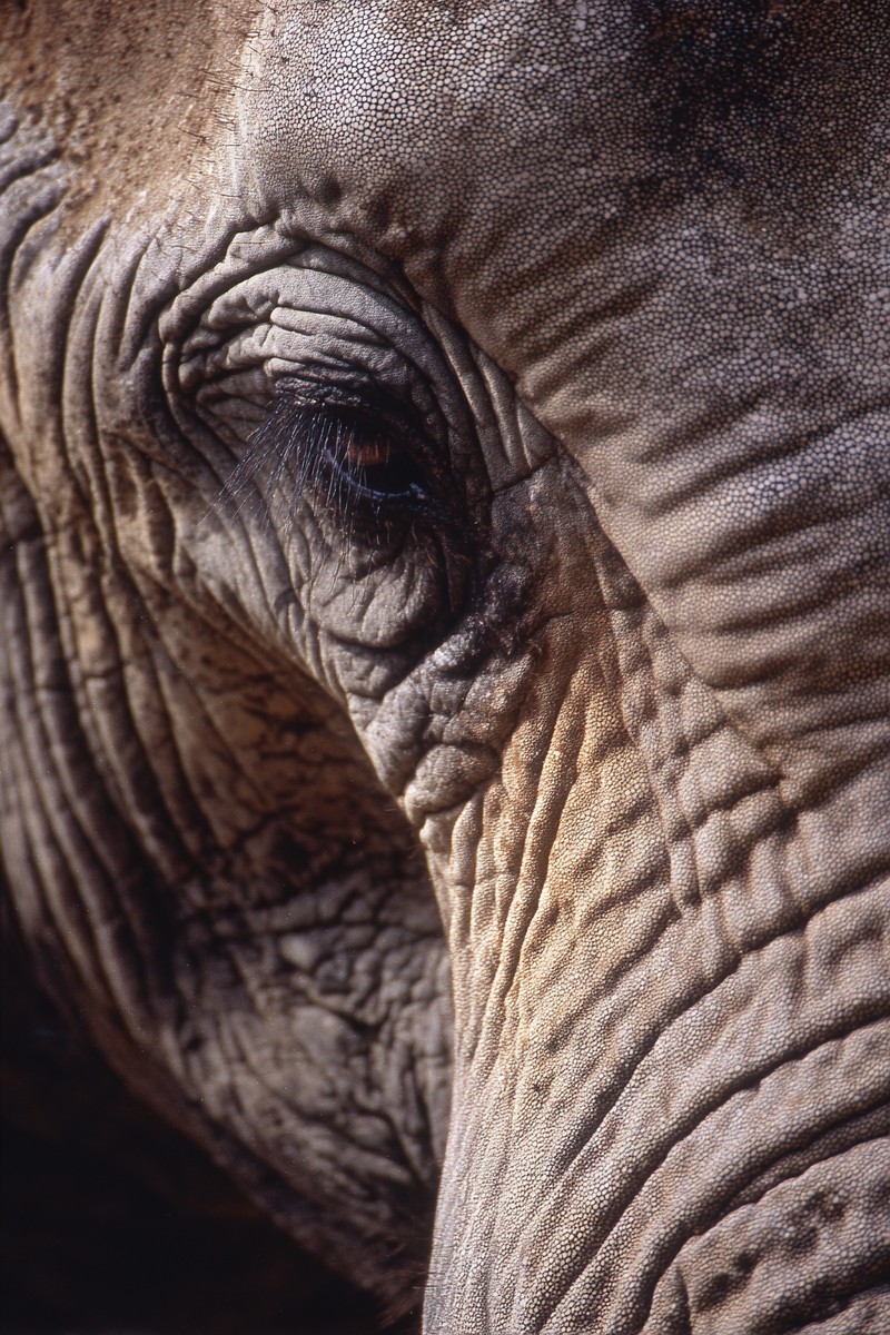 side view elephant super macro close side 41b7e2cd 9cd6 4839