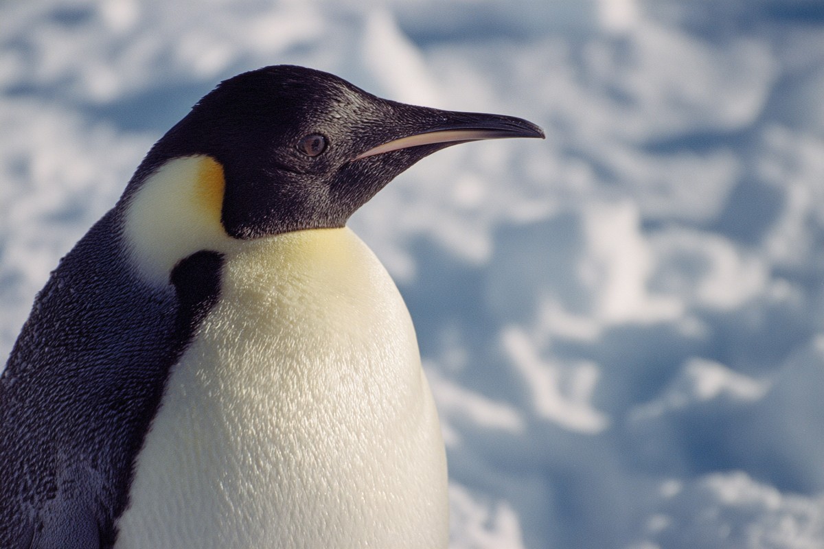 side view emperor penguin antarctic ice shelf 93bc4c79 7f8d 47fb