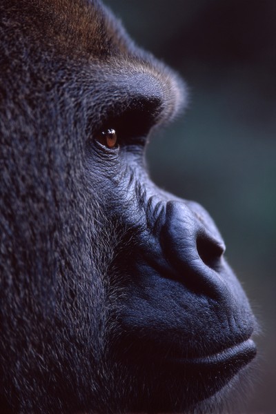 side view gorilla super macro close side vie dd81fd57 ba83