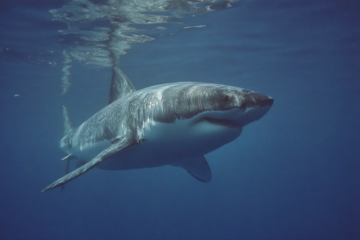 This image captures a great white shark gliding through the clear waters off the California coast. The sleek predator, an iconic symbol of marine life, showcases the majesty of the ocean. Ideal for educational materials, documentaries, or marine conservation campaigns, this visual emphasizes the importance of ocean ecosystems and the creatures that inhabit them.