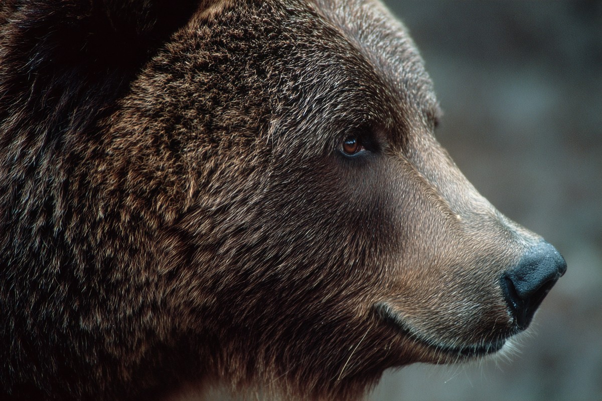side view grizzly bear super macro close sid f459c027 e01d