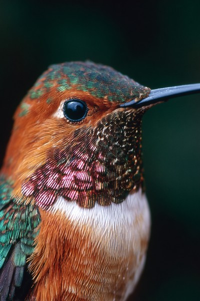 side view hummingbird super macro close side 394d3afb f1a7 47eb