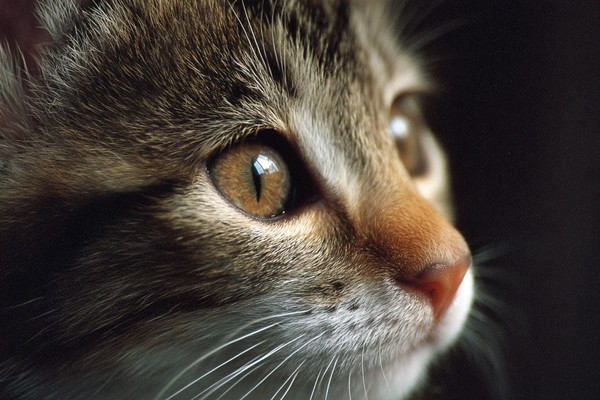 side view kitten super macro close side view cf1b0351 65b9