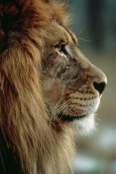 side view lion super macro close side view 3936b152 f5a7