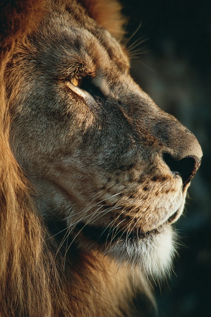 side view lion super macro close side view 3936b152 f5a7