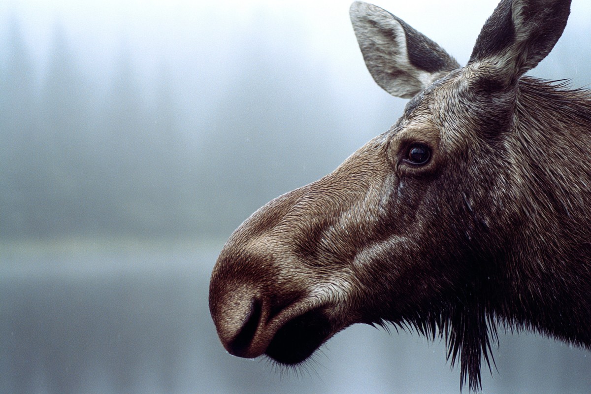 side view moose misty lake super macro close 2bd1c8c1 29f3