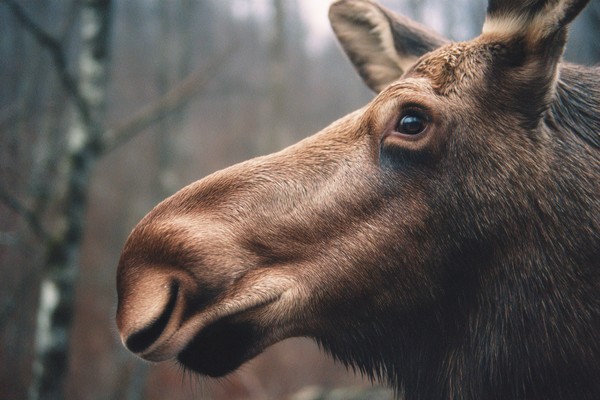 side view moose super macro close side view 6e3b02bb 4ecc