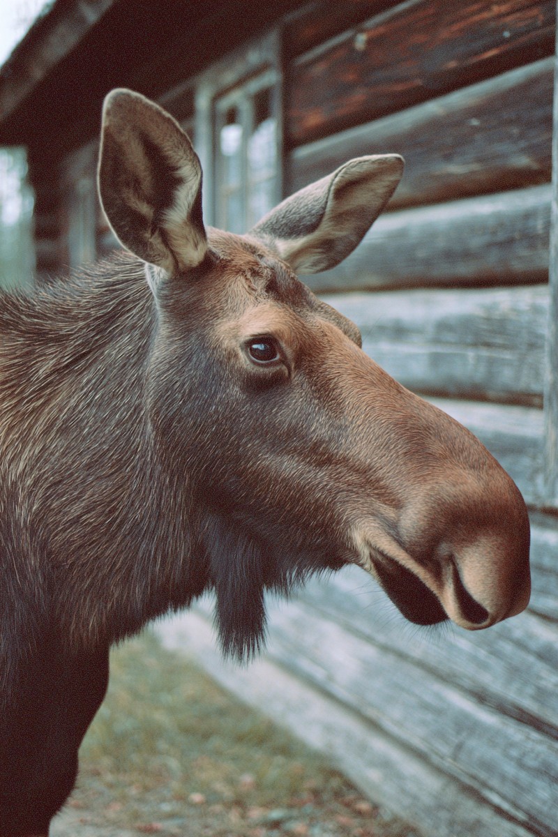 side view moose super macro close side view c887dac1 7bfe
