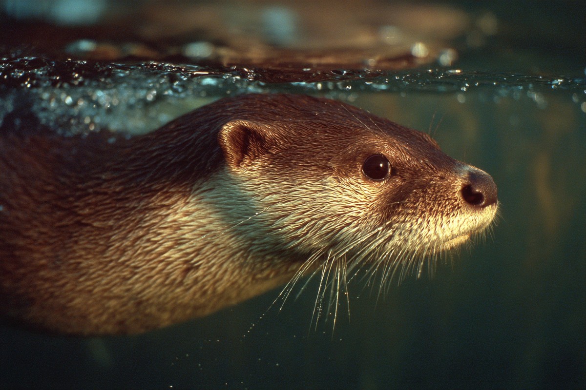 side view otter swimming river super macro clos 041730a7 d534