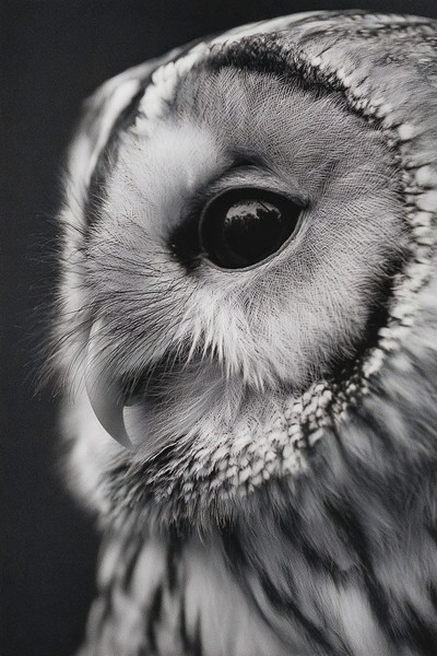 side view owl super macro close side view 1a4eddbd 23a4