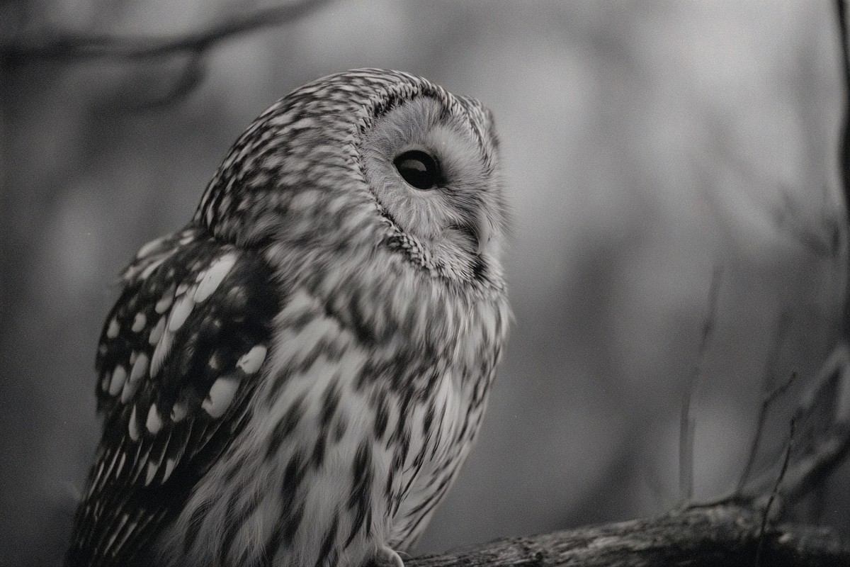 side view owl tree branch dusk super macro 73c89ca2 cab2