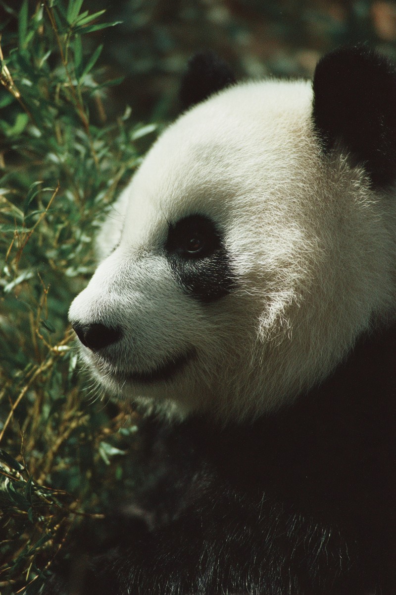 side view panda super macro close side view 0139af7a 1f1e